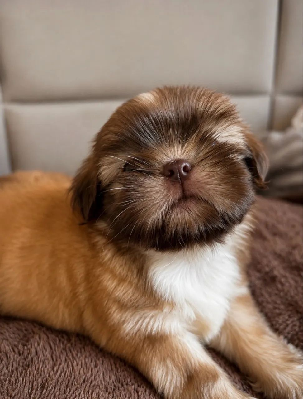 Shih tzu  - Foto 4