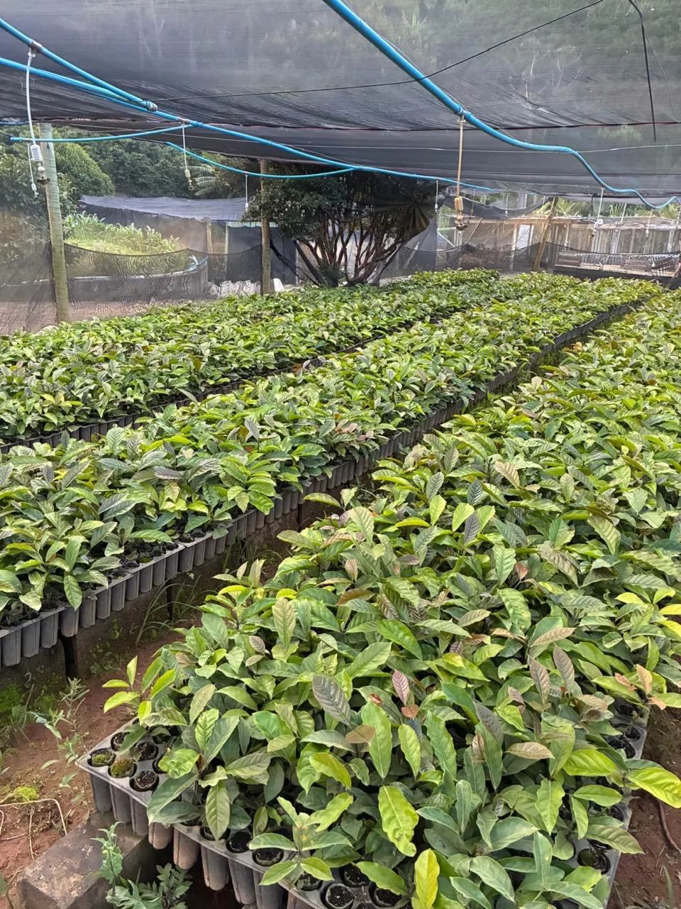 Mudas de café conilon