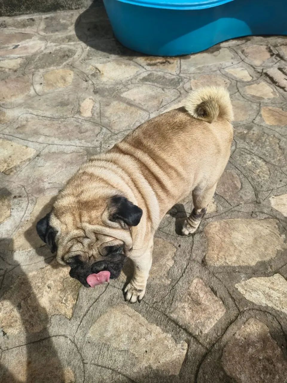 Pug 5 anos - Foto 5