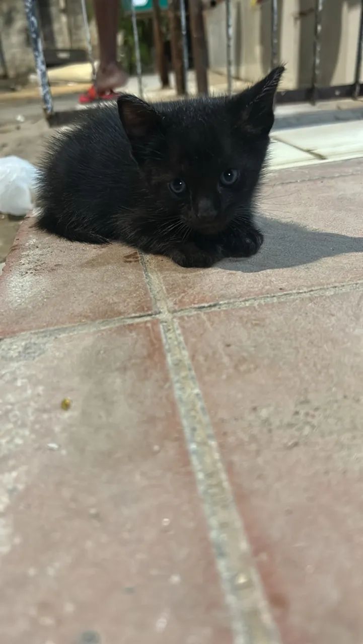 Gatos - Foto 2