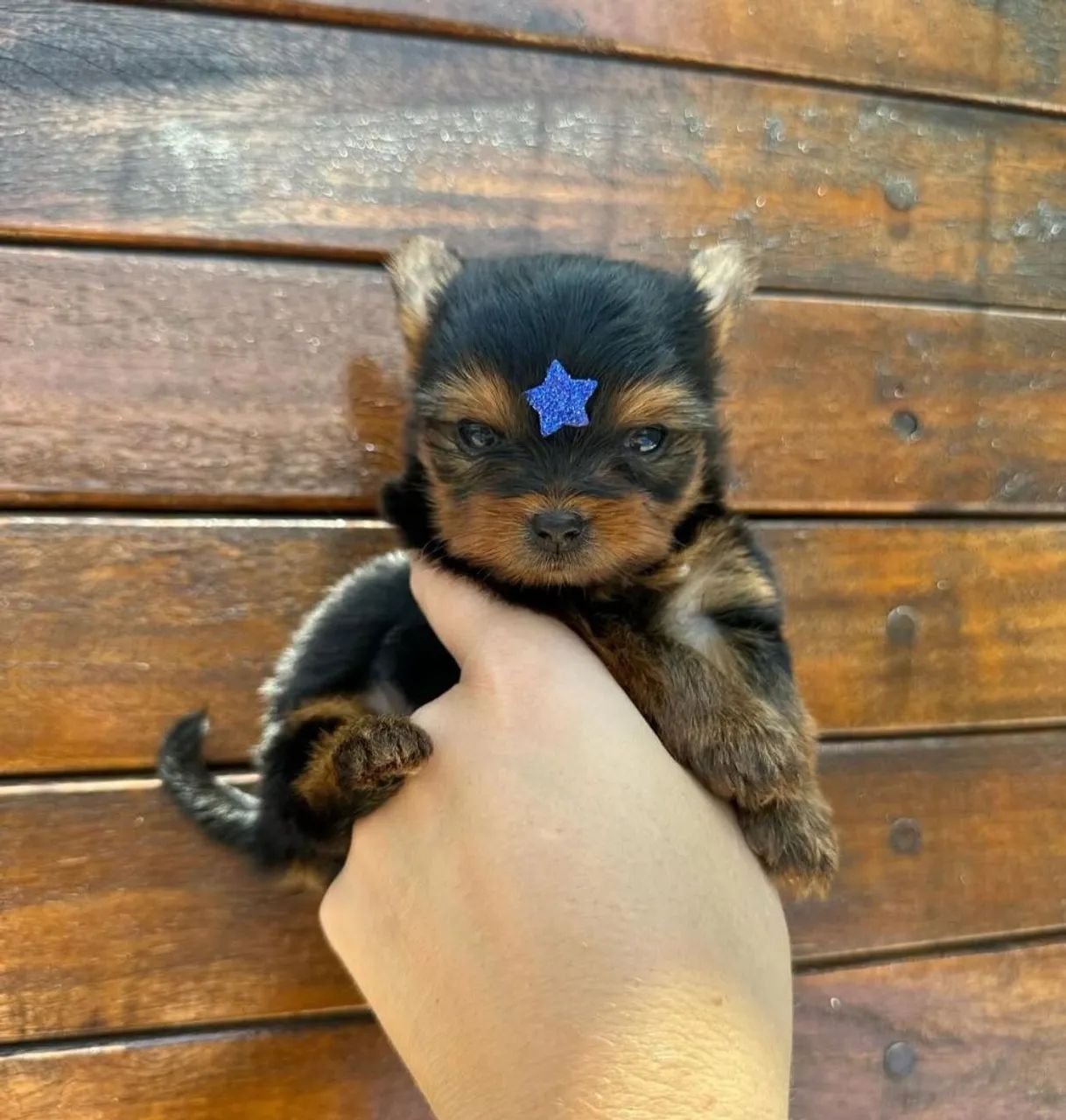 Yorkshire Terrier Macho para Reservar!