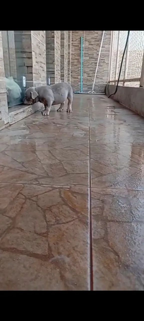 American bully  - Foto 2
