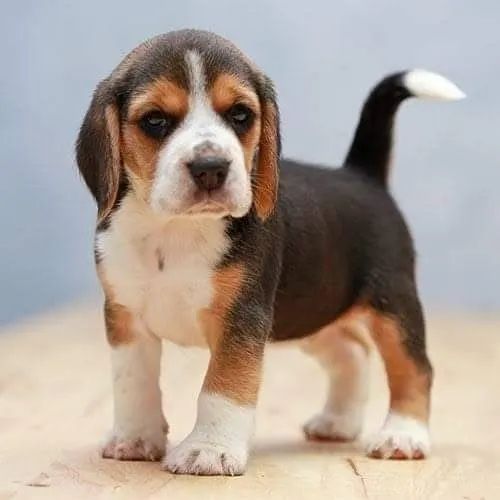 Filhotes de Beagle | Seu parceiro perfeito te espera