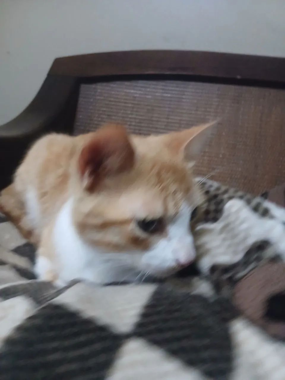Gato para adoção  - Foto 3