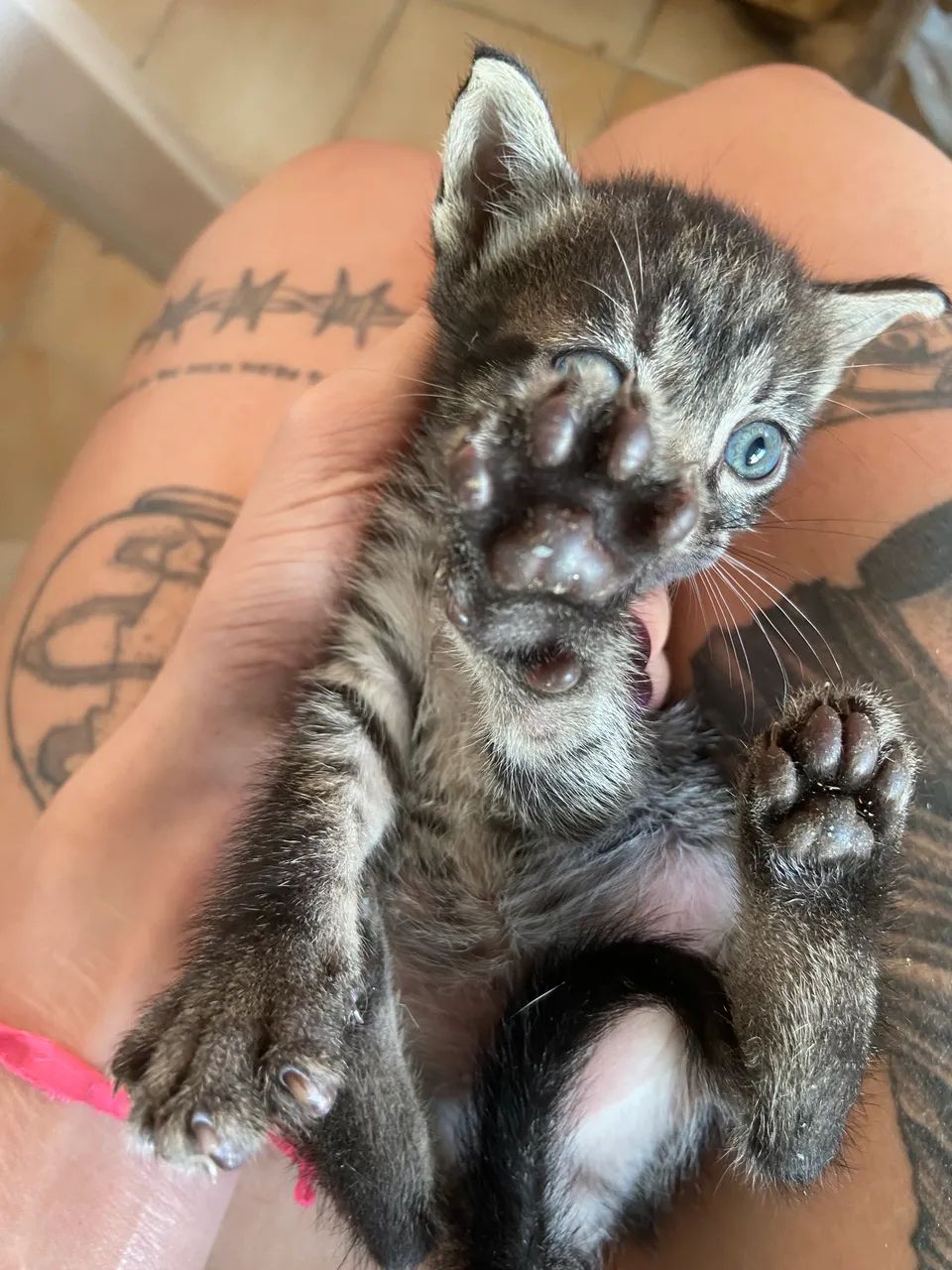 Doação filhotes gatinhos  - Foto 2