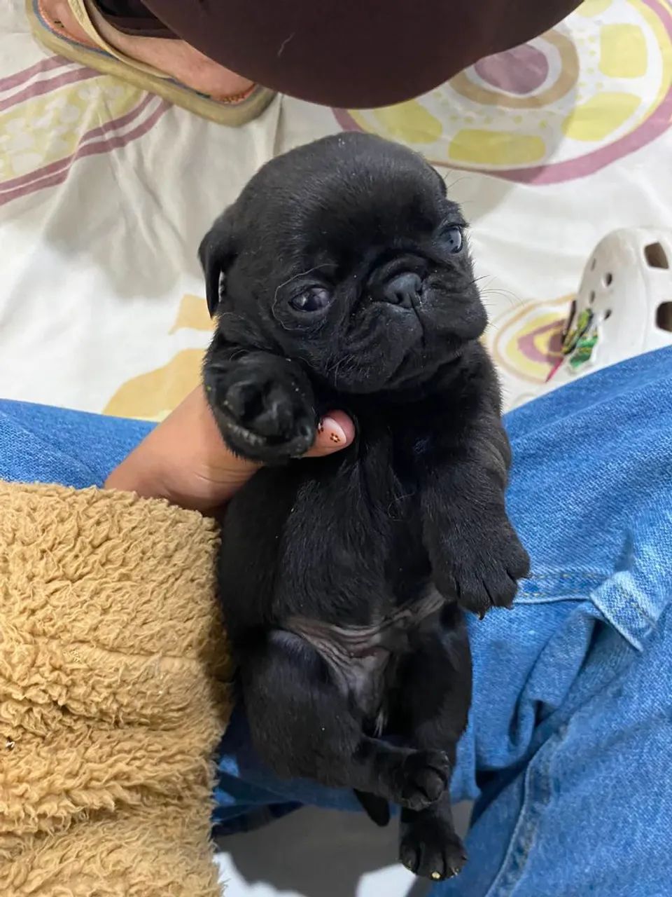 Pug macho  - Foto 4