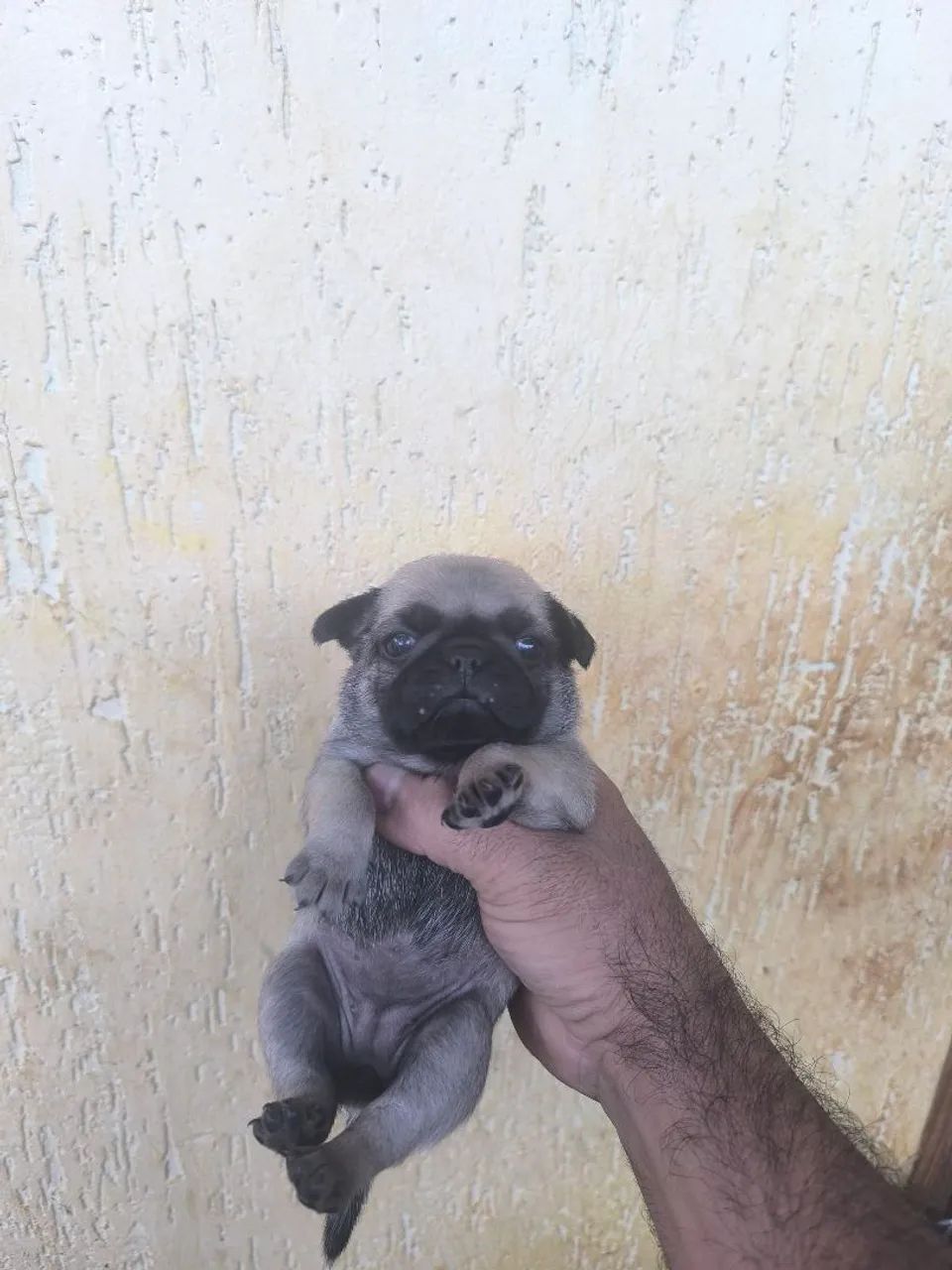 Filhotes de pugs - Foto 4
