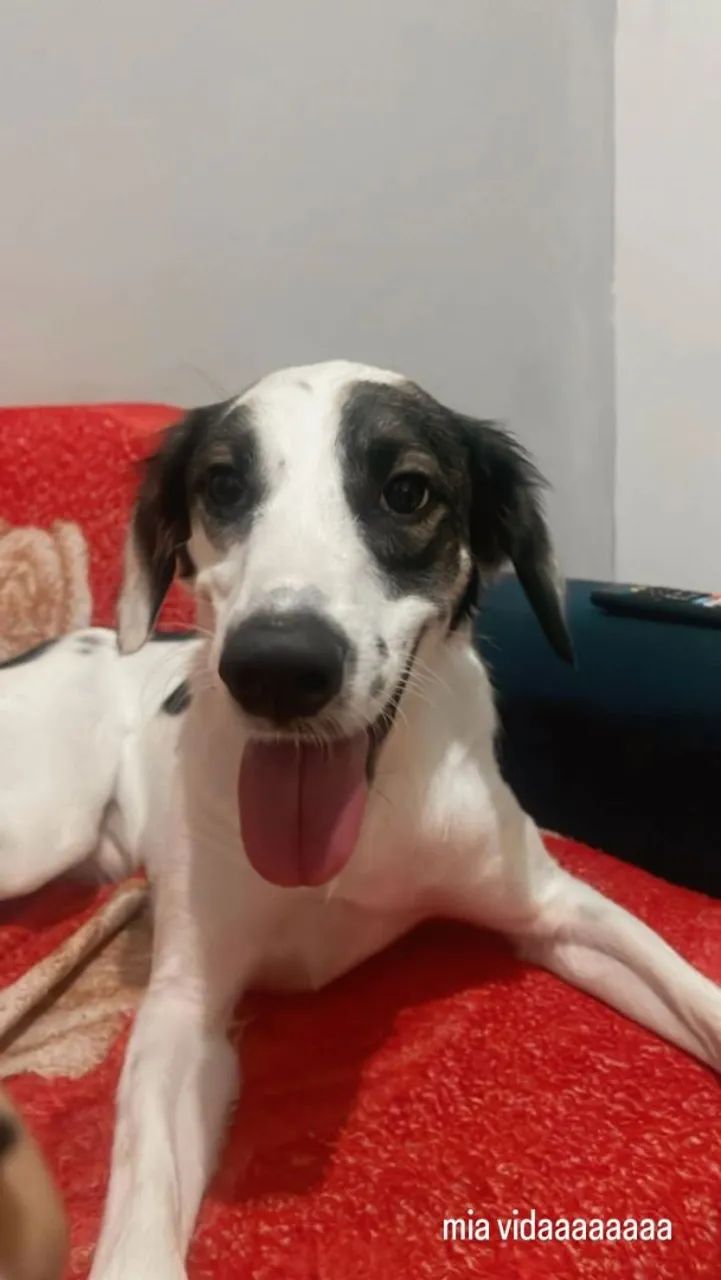 Doação responsável Cachorro Super Dócil 