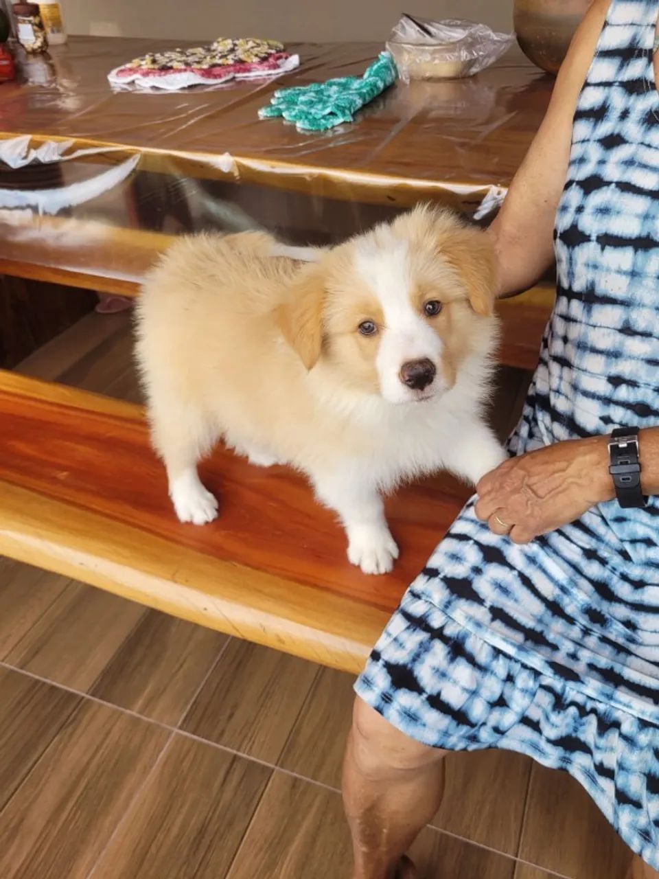 BORDER COLLIE - Foto 4