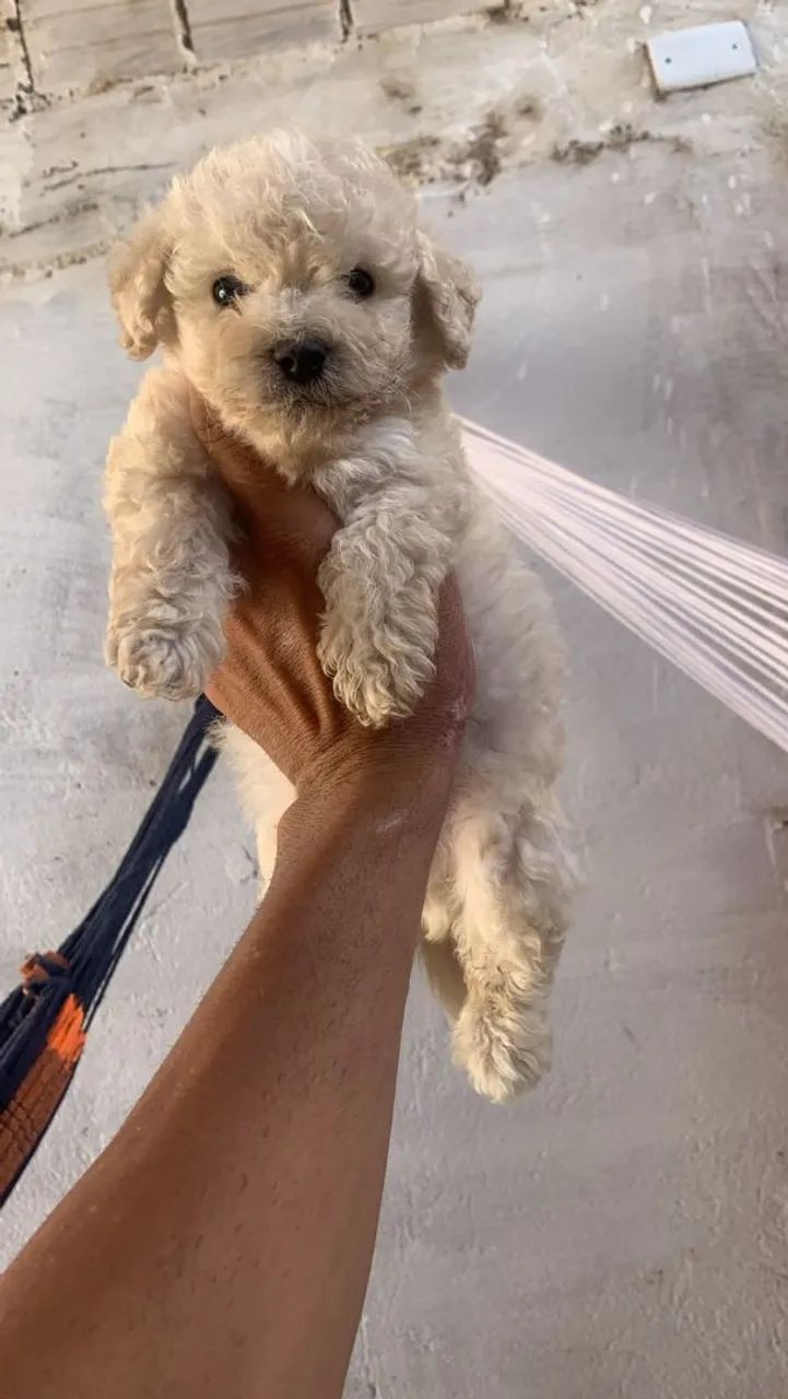 Poodle Toy Macho