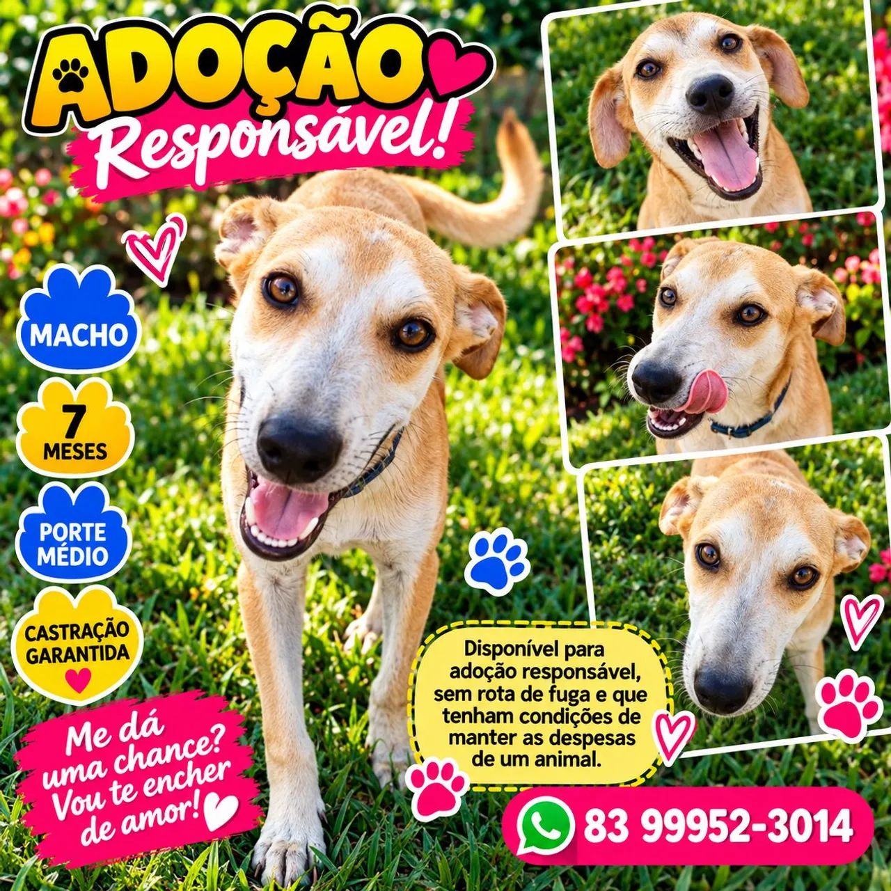 ADOÇÃO  - Foto 4