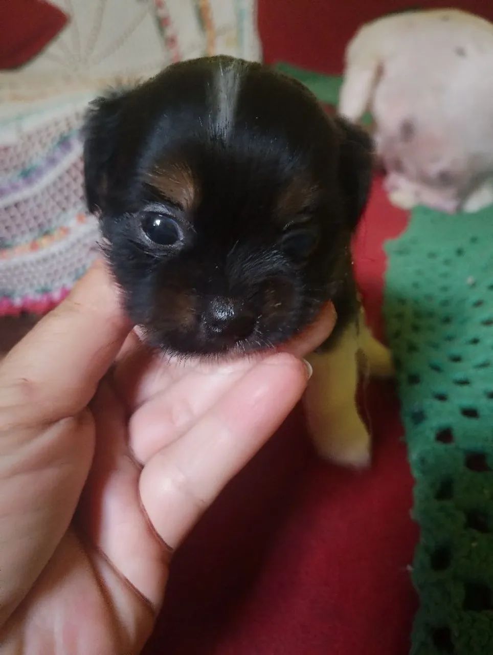Shitzu cachorros vendo 