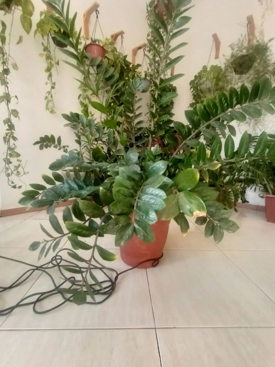 Planta Zamiocuca  - Foto 2