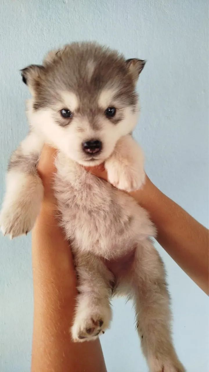 Husky fêmeas  - Foto 5