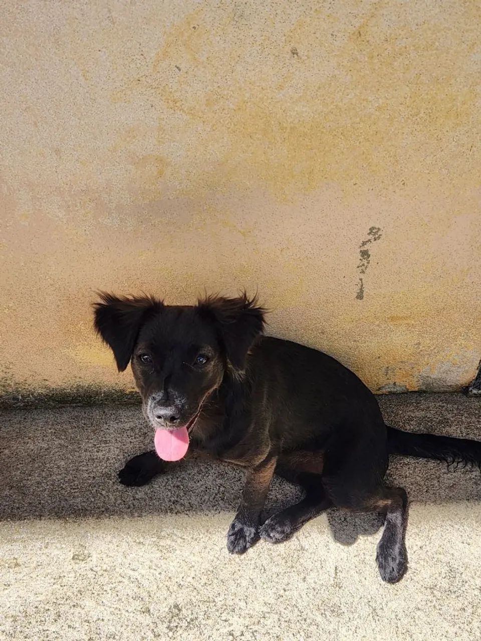 Cadela Filhote - Foto 3