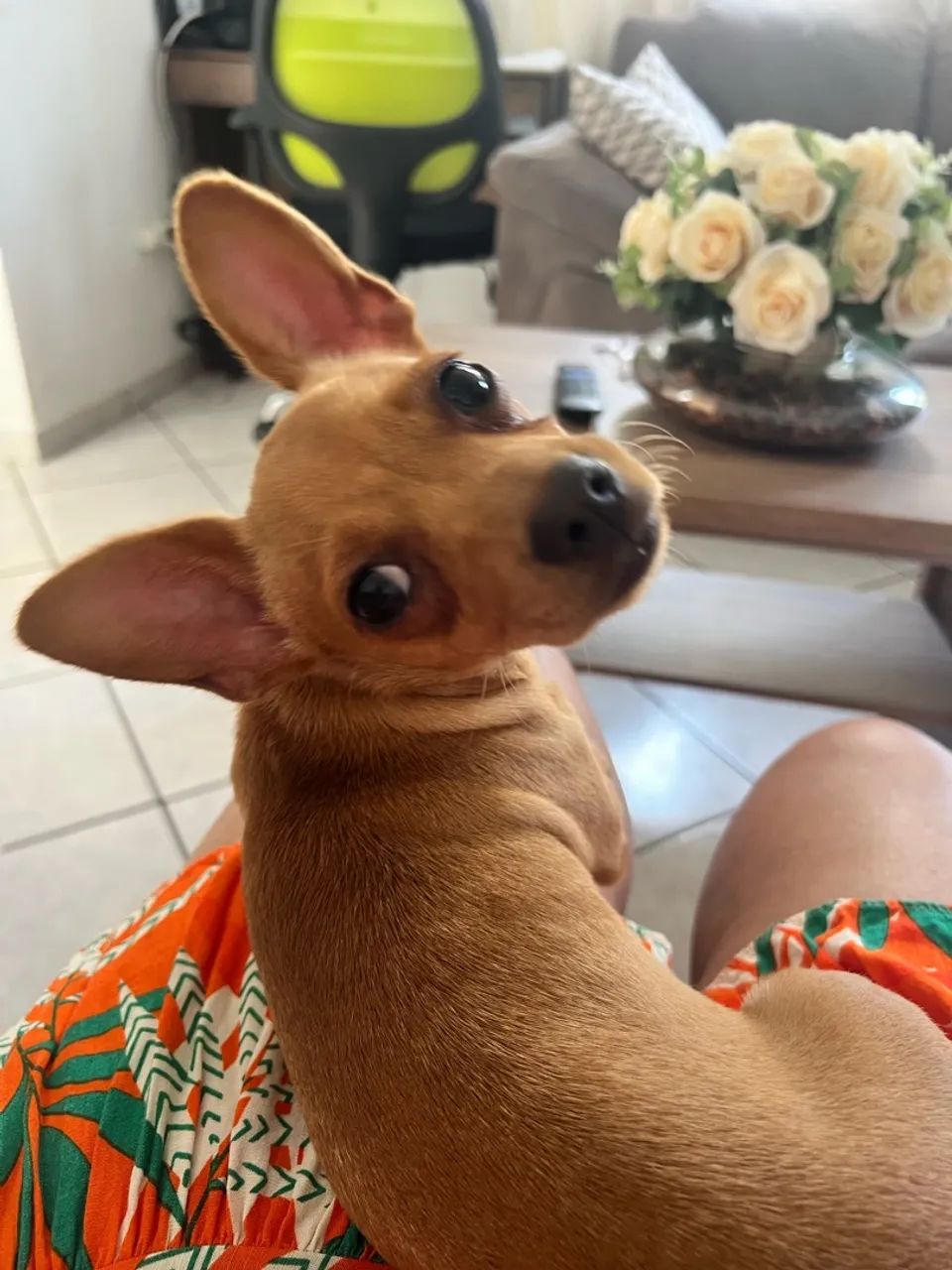 Pinscher - Foto 3