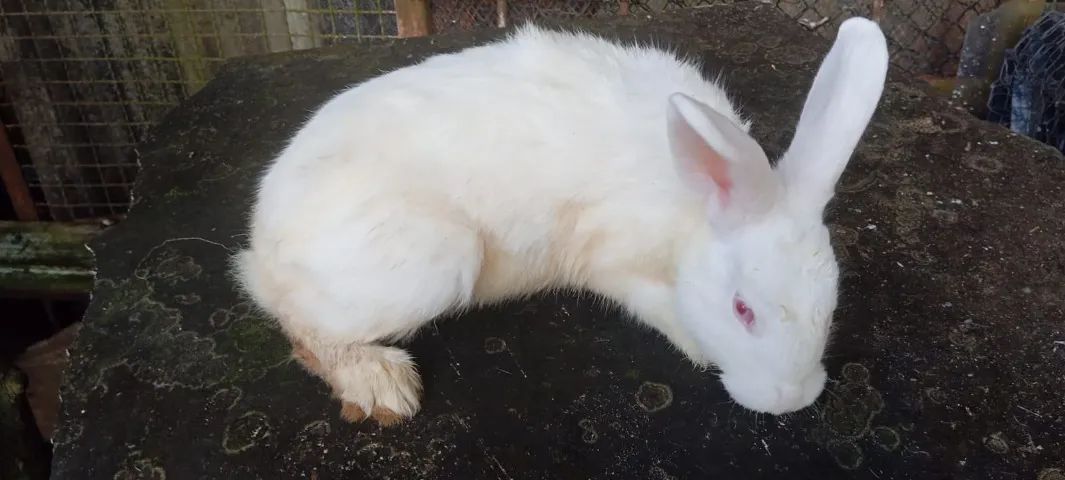 Coelhos adultos com 6 meses Raça Nova Zelândia - Foto 4
