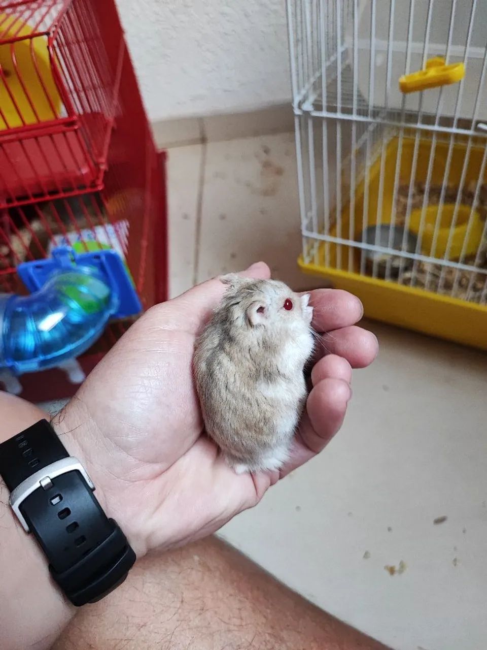 Hamster  - Foto 3