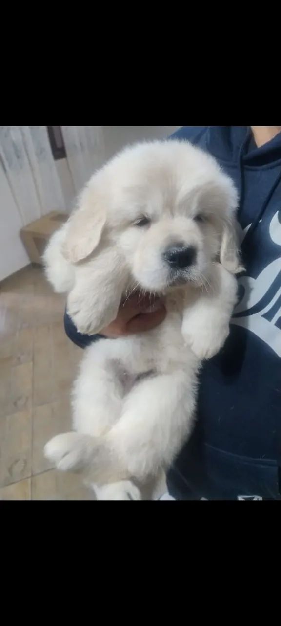 Filhotes de Golden Retriever  - Foto 3