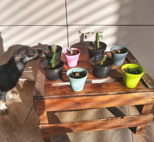 Cactos