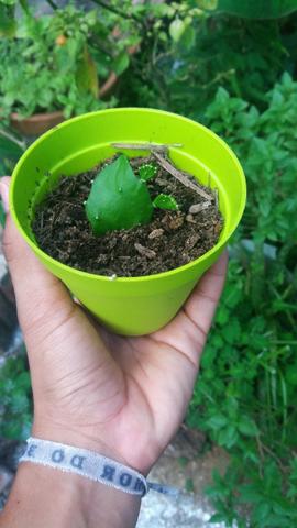 Cactos - Foto 5