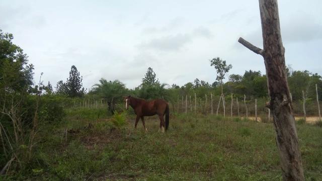 Oportunidade: Sítio na Linha Verde (Cidade do Conde) Próximo a Rios - Foto 6