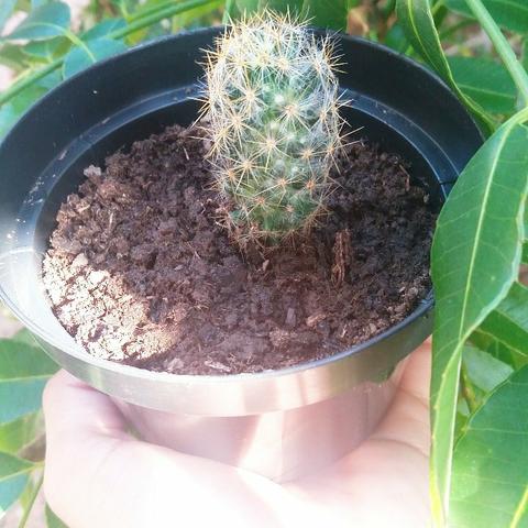 Cactos - Foto 4