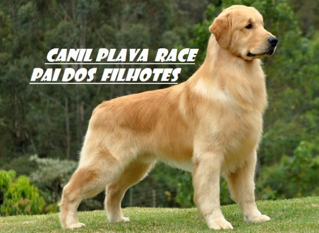 Canil De Golden Retriever Em Campinas Golden Retriever Macho C Pedigree Linhagem De Campeoes Canil Cachorros E Acessorios Centro Campinas 781512847 Olx