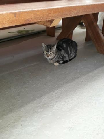 Doando um gatinho