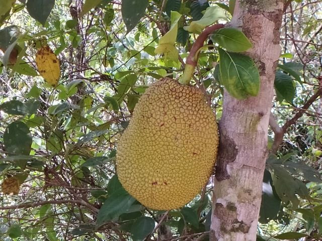 Vendo Fazenda em Rio da Prata - Distrito de Guarapari - Foto 5