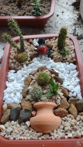  Mini jardim de cactos e suculentas  - Foto 4