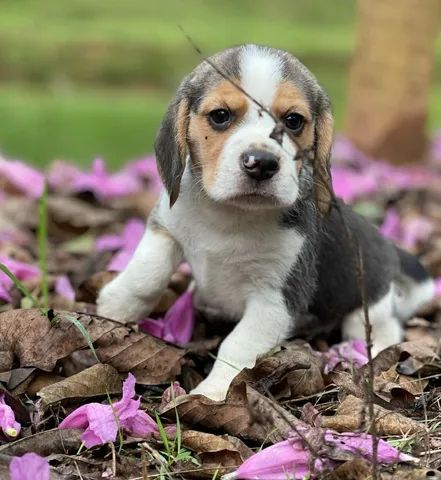 Origem dos beagles tricolores temos filhotes disponíveis 