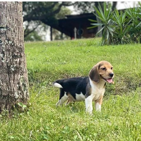 Multicor de Mini Beagles  - Foto 6