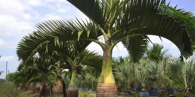 Muda De Palmeira Garrafa ou Garafão- Hyophorbe Lagenicaulis - Foto 2