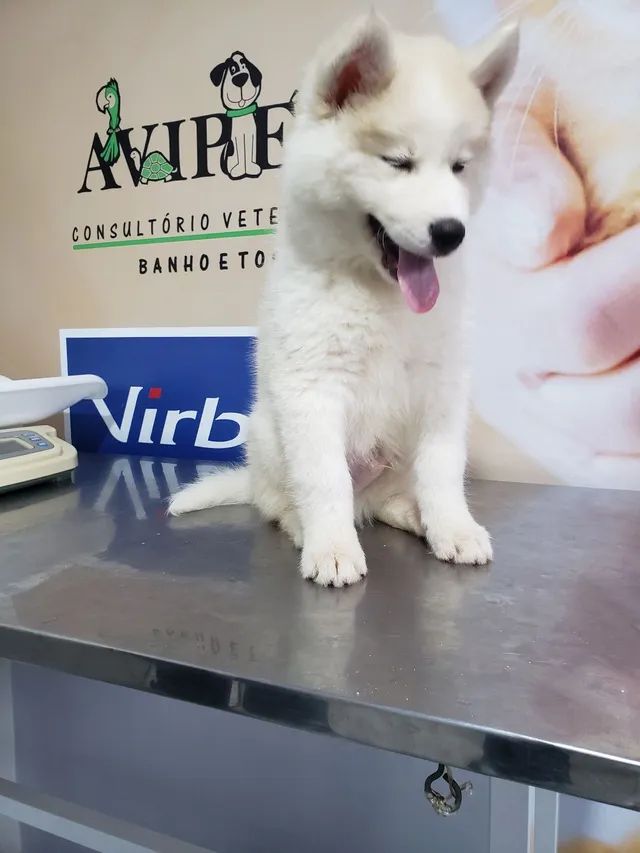 Vendo husky siberiano nascido dia 11/09 tem 2 meses já tomou vacina  - Foto 3