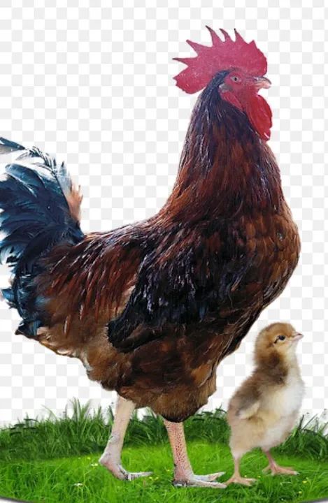 Pesadão vermelho e pesadão pescoço pelado 