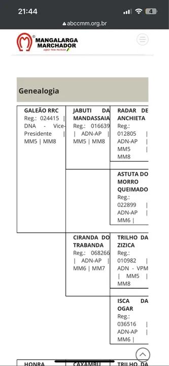 Cavalo Mangalarga Marchador - Foto 4