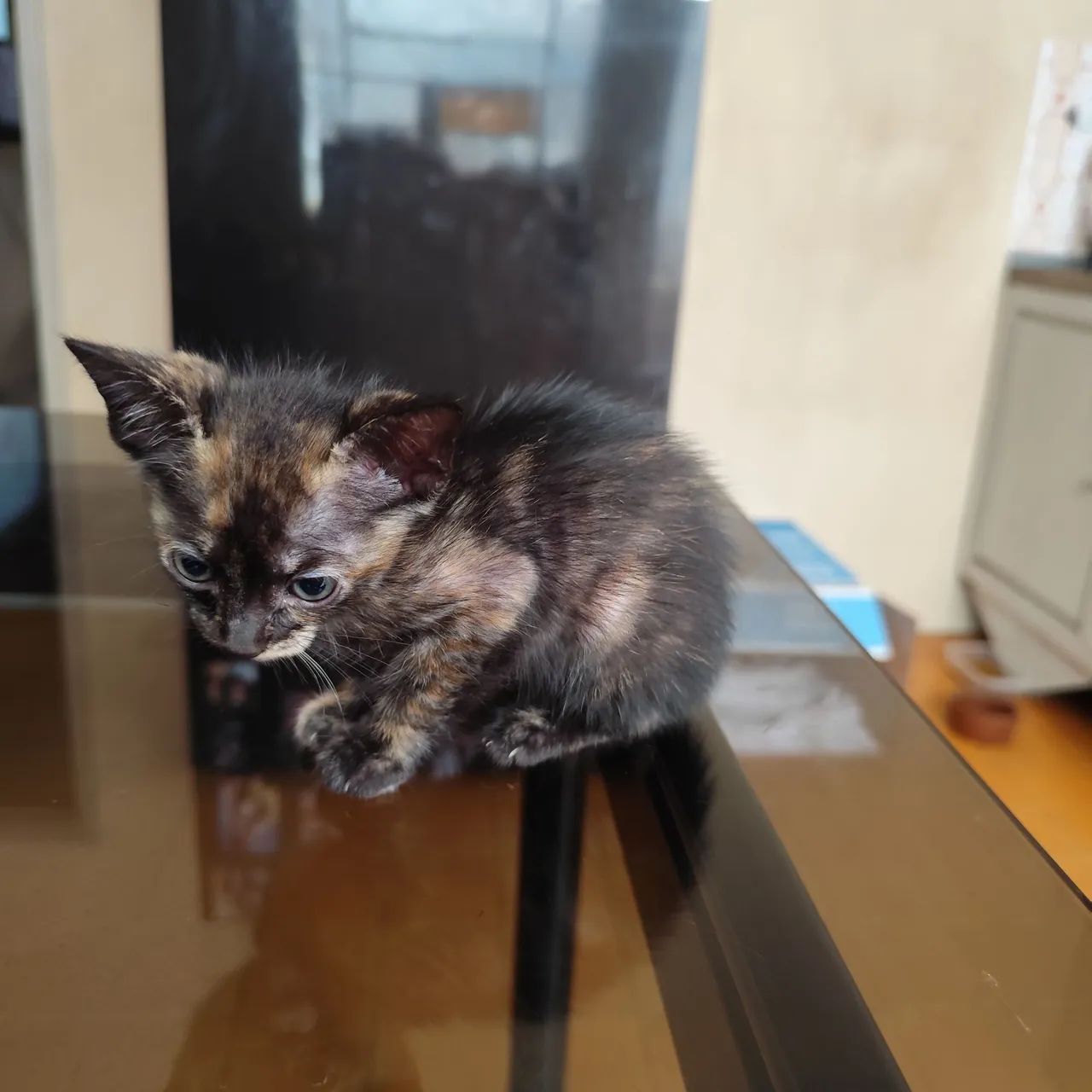 Adoção de gatinhos  - Foto 2