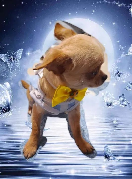 Jovenzinho chihuahua pelo curto 