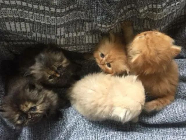 Filhote de gato persa 