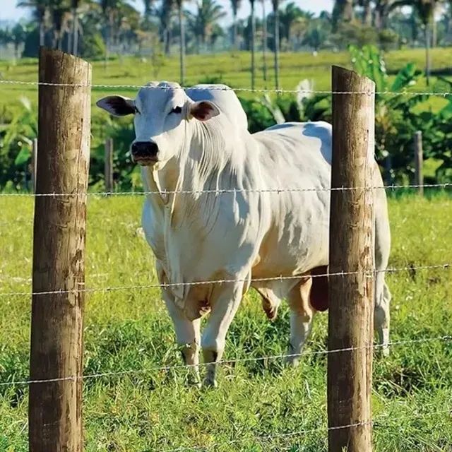 Arame Farpado 500 Metros - Foto 4