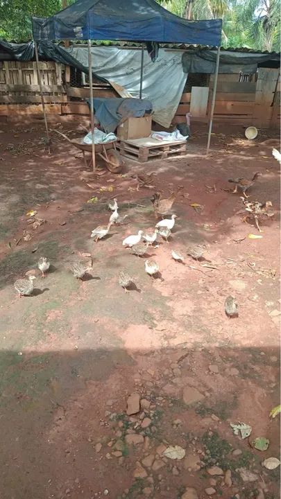 Filhotes de angolas  - Foto 6