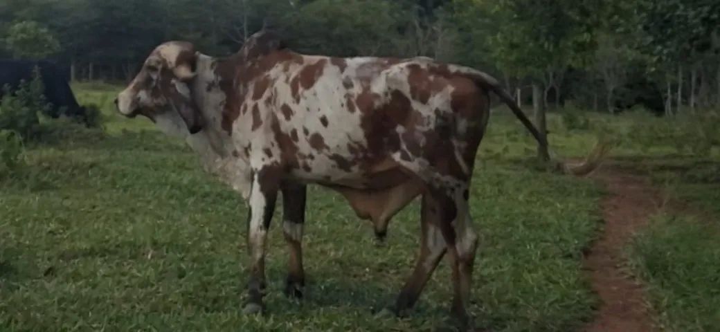 Vendo Tourinho gir leiteiro bisneto do Sansão em Abadia de Goiás  - Foto 3