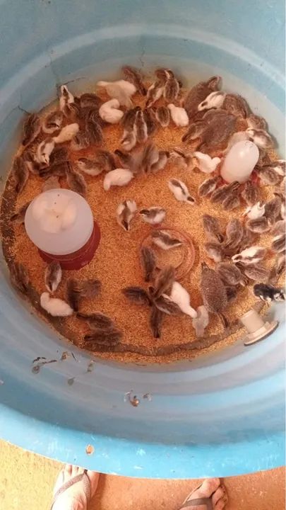 Filhotes de angolas  - Foto 4