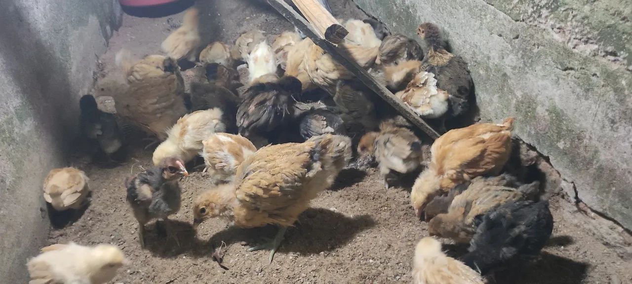 Franguinhas(os) orpington amarelo e dourado - Foto 4