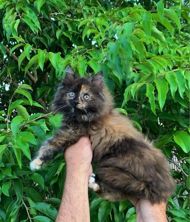 Gatinha Maine coon Tricolor - Foto 2