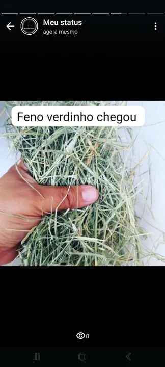 Feno Verdinho para Roedores