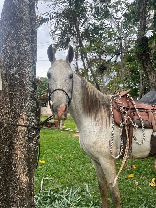 Égua tordilha - Foto 2