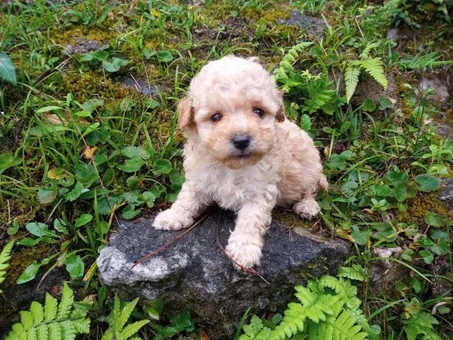 Poodle toy Chamar whats * - Foto 3