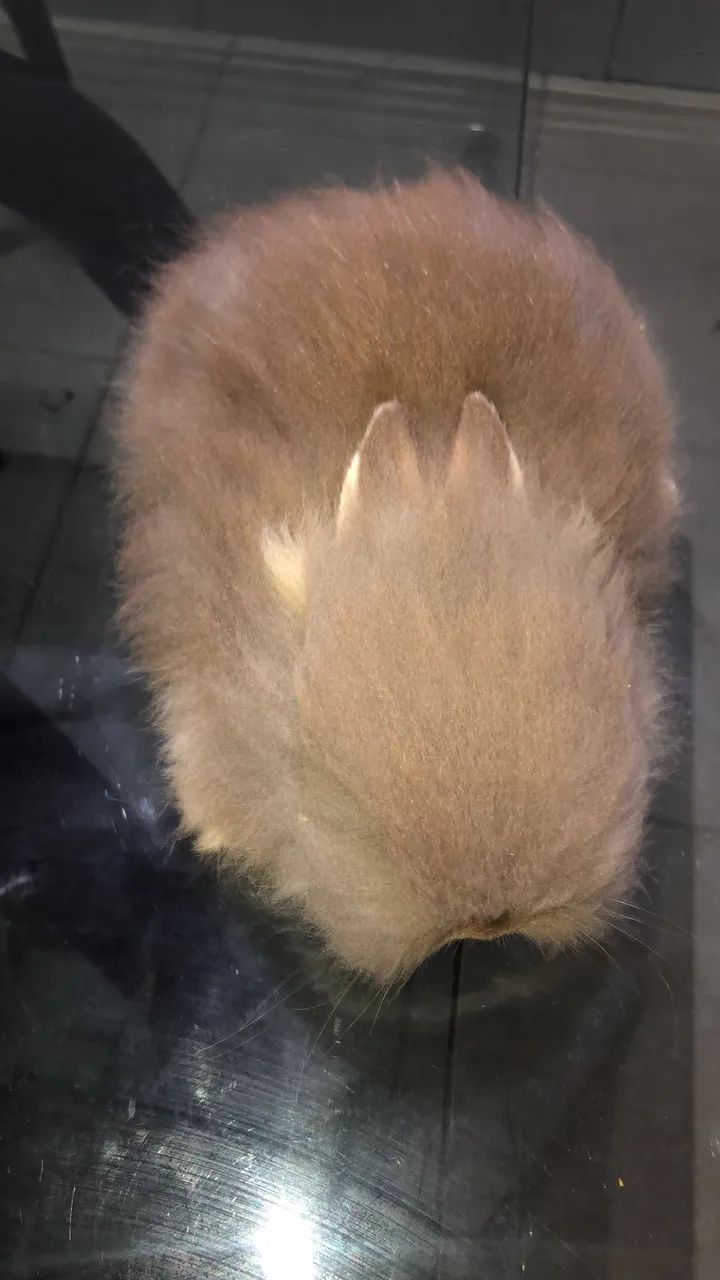 Coelho mini lion herd  - Foto 3